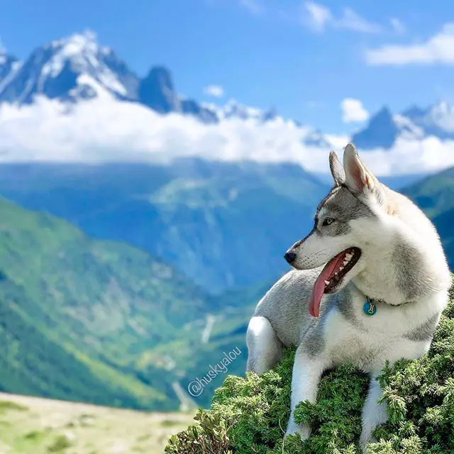 A Siberian Husky lying on the grass on top of the mountain