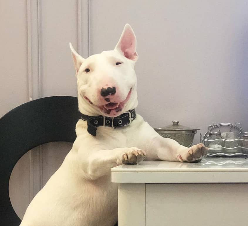 A Bull Terrier sitting at the table with its sweet smile