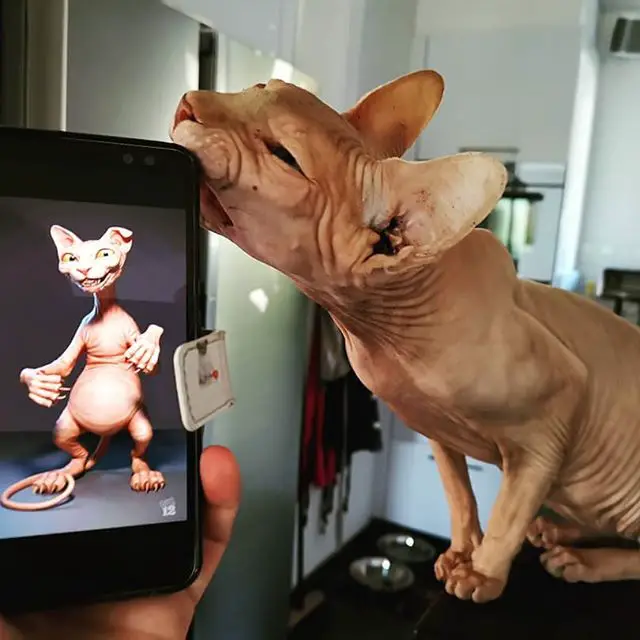 A Sphynx Cat biting the edge of the phone with an animated photo of him