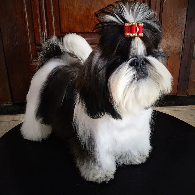 Shih Tzu with black and white fur color wearing red ribbon hair tie on top of its head