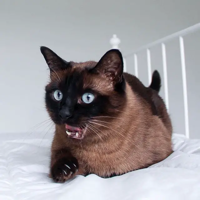 Siamese Cat on the bed with its mouth opened
