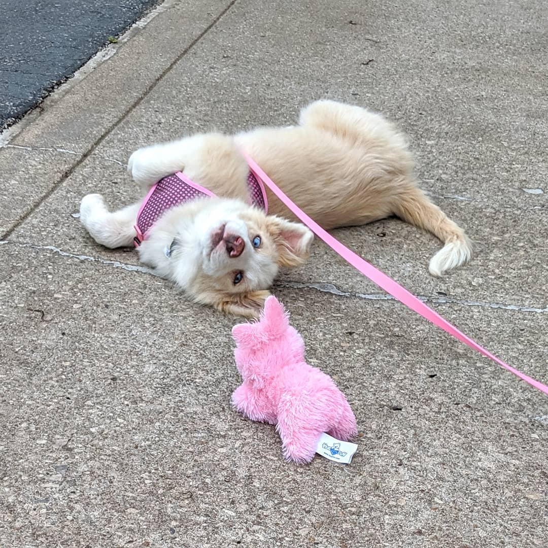 Border Collie puppy lying down in the street while looking at the pink stuffed toy in front of him
