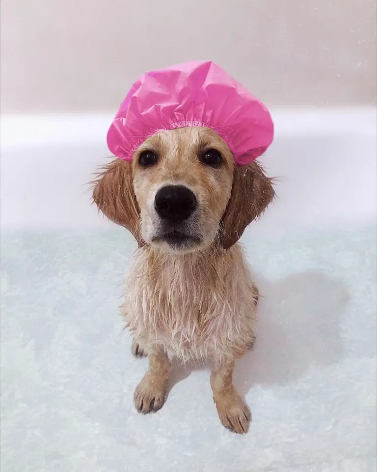 A damp Golden Retriever sitting inside the bathtub wearing a pink plastic hair cap
