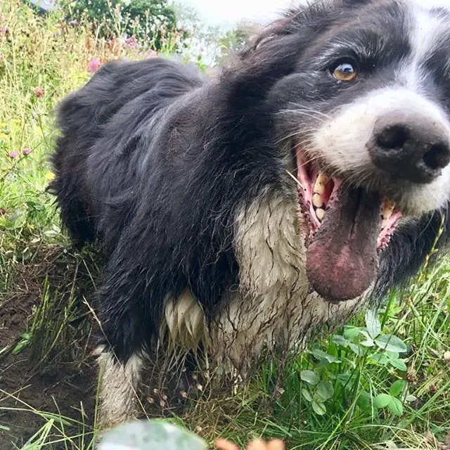 a happy Border Collie standing in the grass with dirt in its mouth