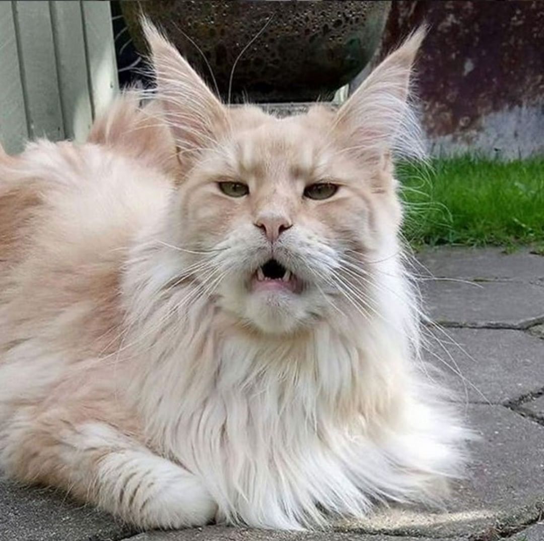 white and yellow Maine Coon lying on the ground with its mouth slightly open