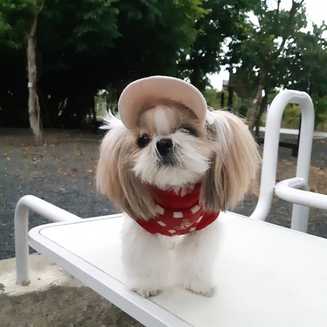 A Shih Tzu wearing a hat and sweater at the park