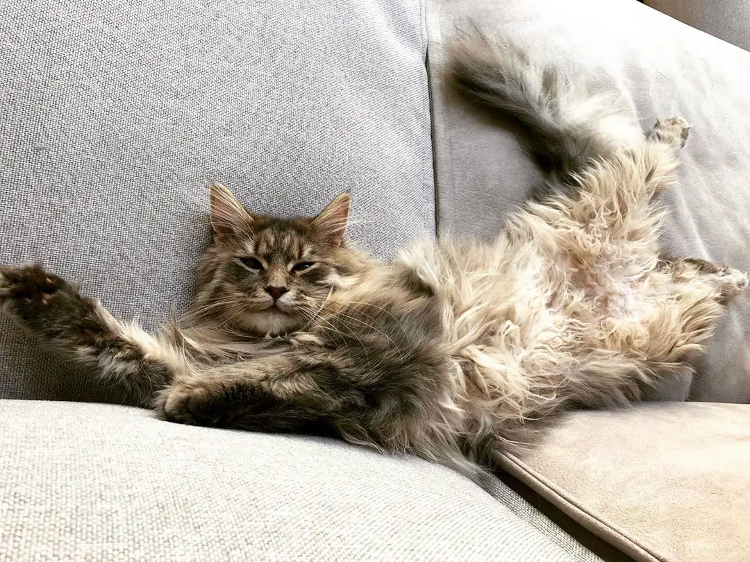 tabby Maine Coon with long fur lying on the couch