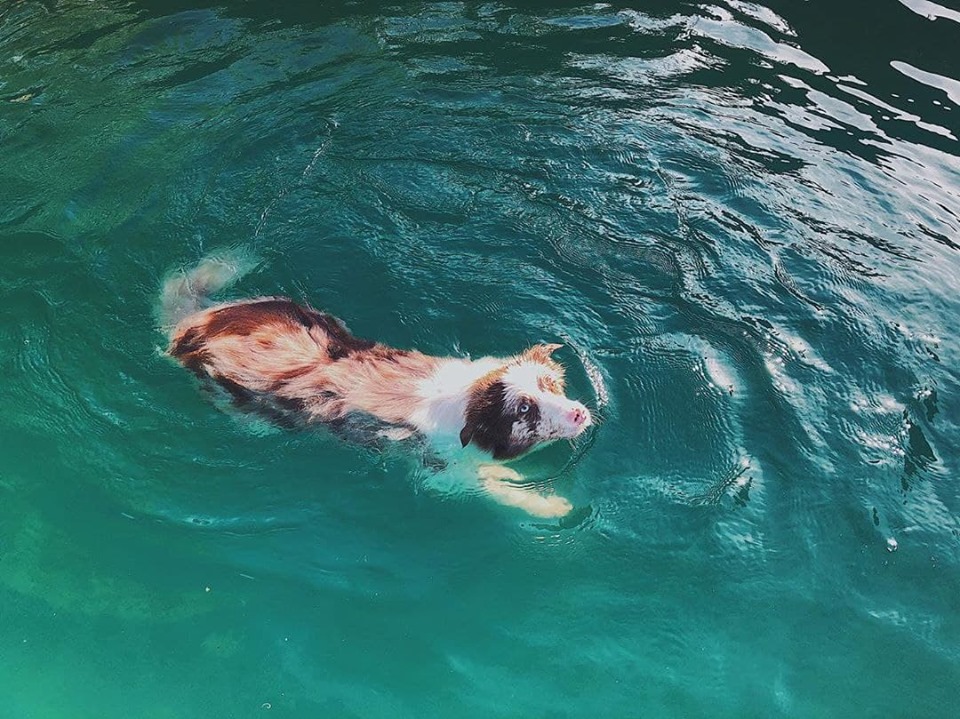 A Border Collie swimming in the water