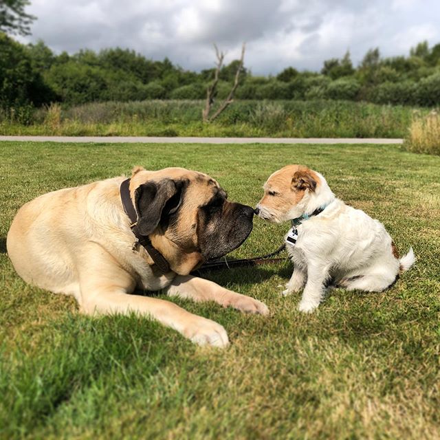 Gentle Giant Mastiff lying down on the green grass with its nose touching the nose of a Jack russel sitting in front of him