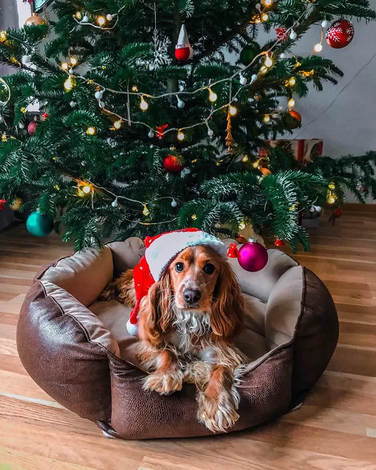 A Cocker Spaniel wearing a santa hat while lying in its bed with a Christmas tree behind him