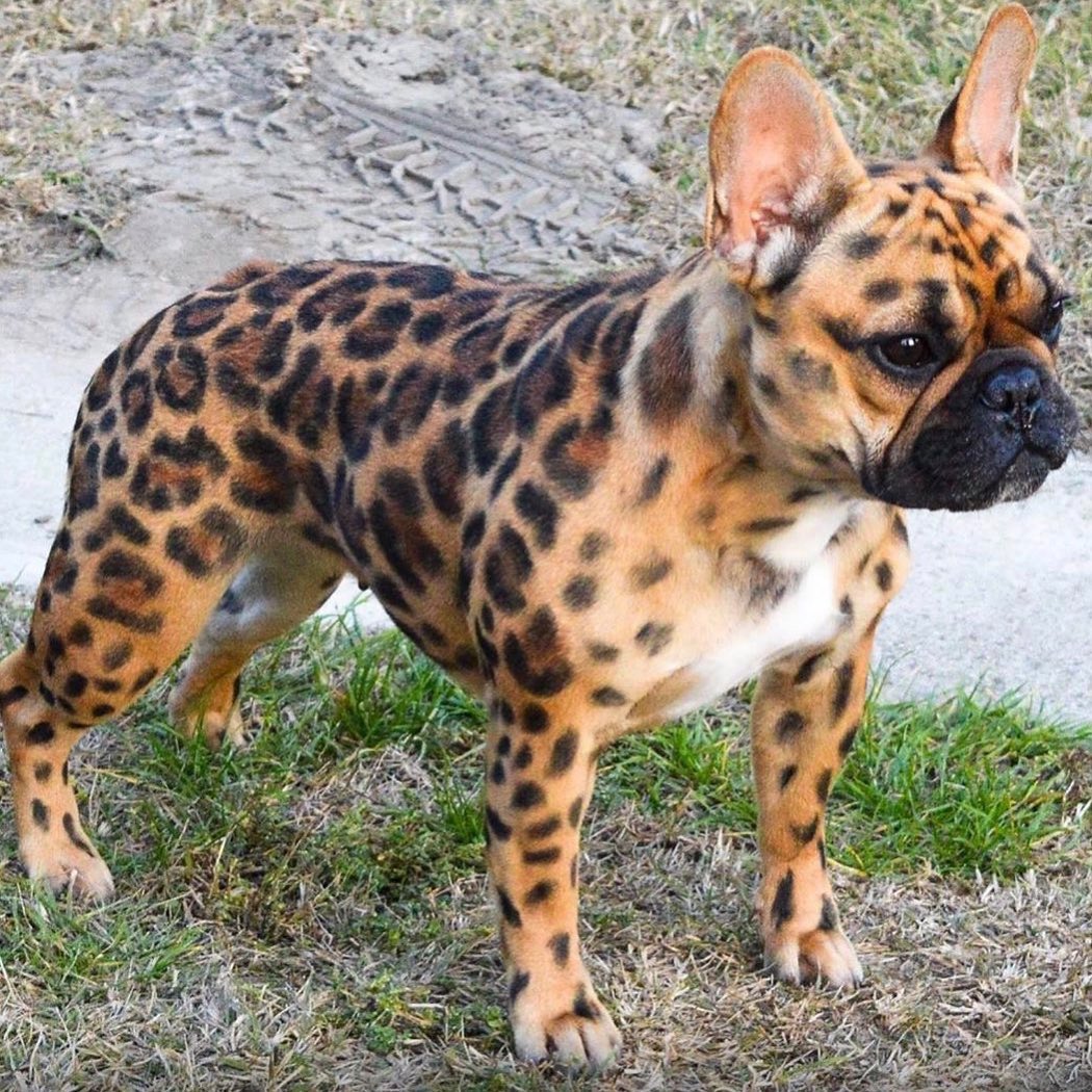 French bulldog with leopard pattern coat
