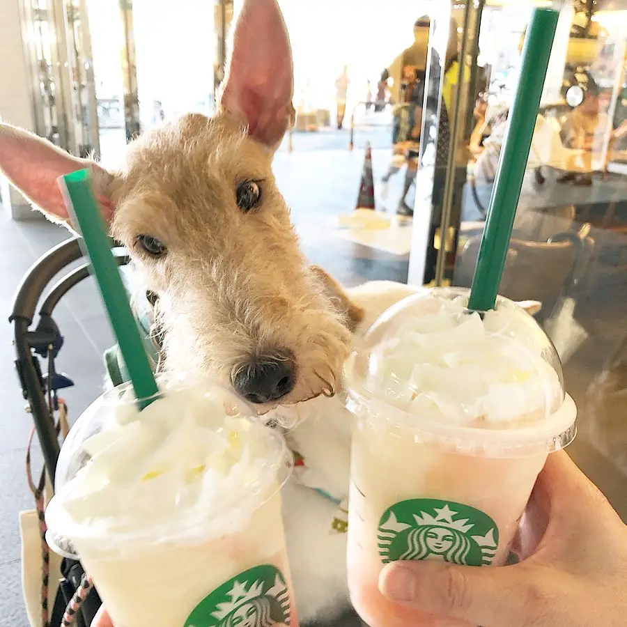 A Fox Terrier staring at the starbucks drink in front of him