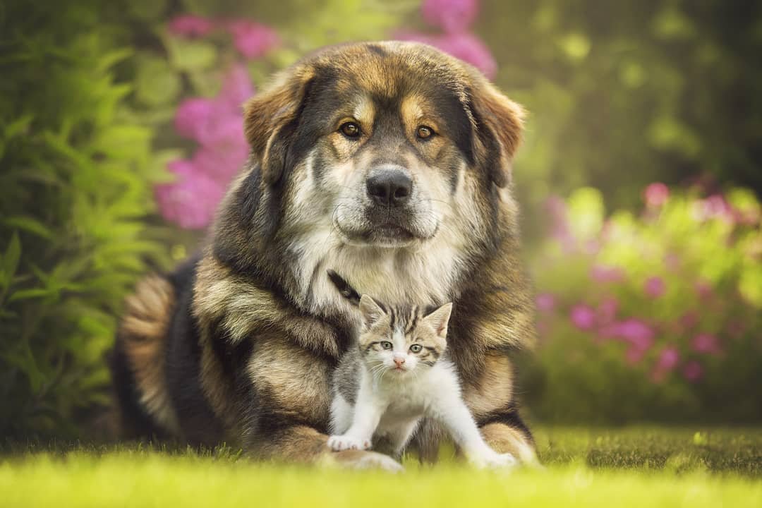 A Tibetan Mastif lying in the garden with a kitten