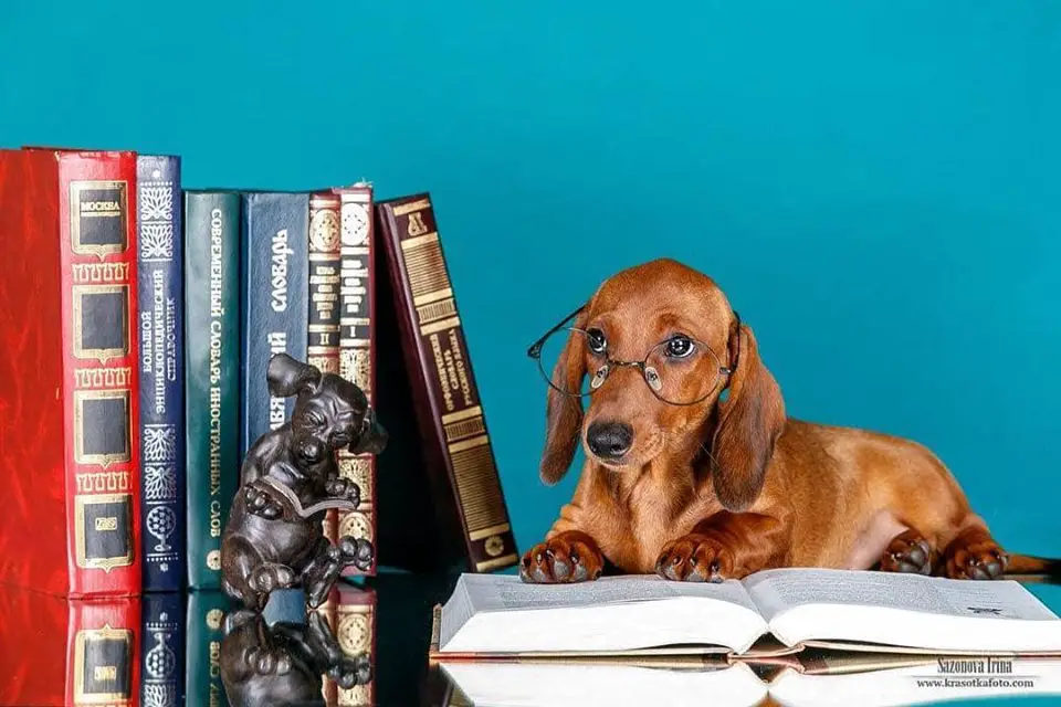A brown Dachshund lying on top of the table with books