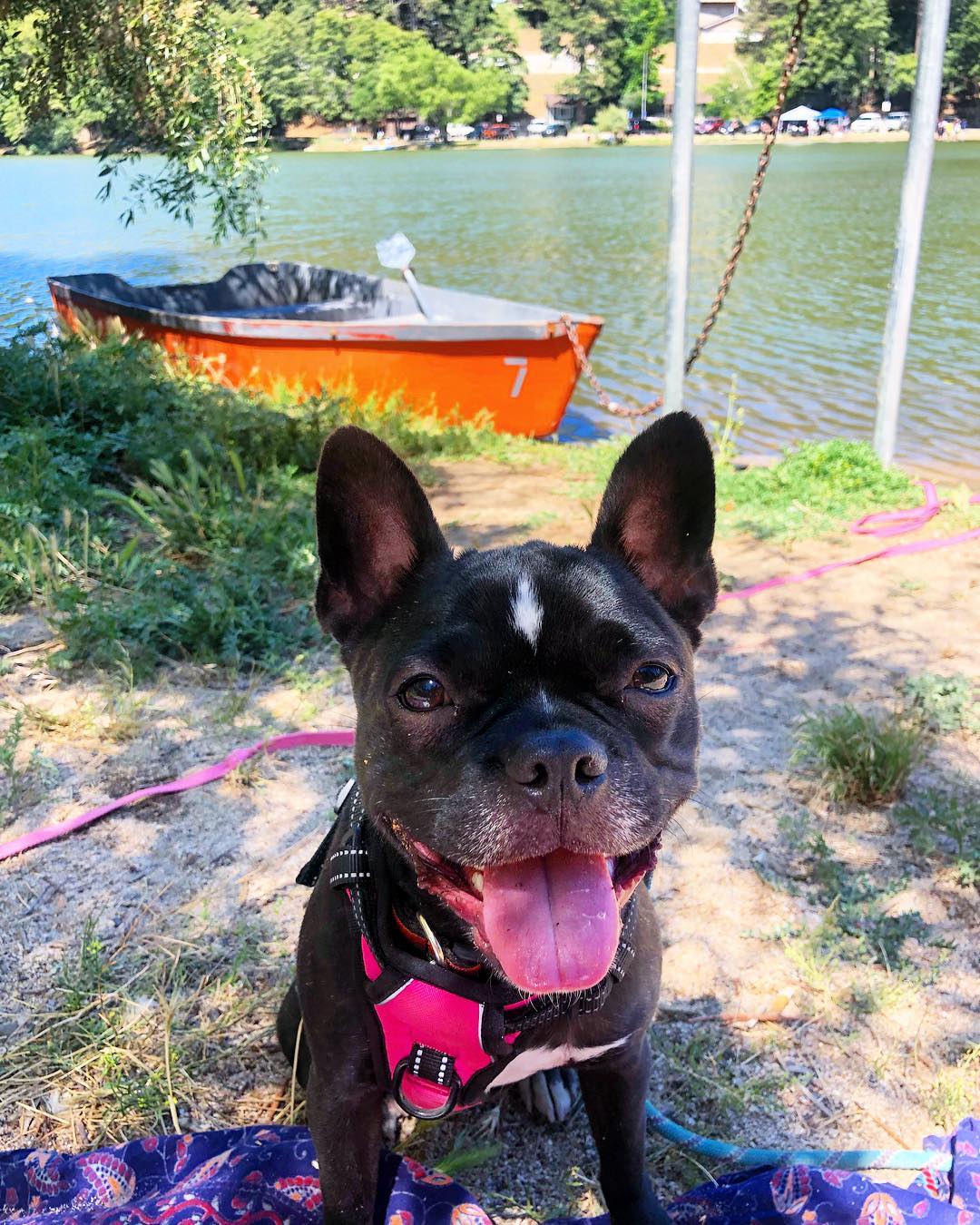 A happy Boston Terrier sitting on the ground by the lake with a boat floating in the water