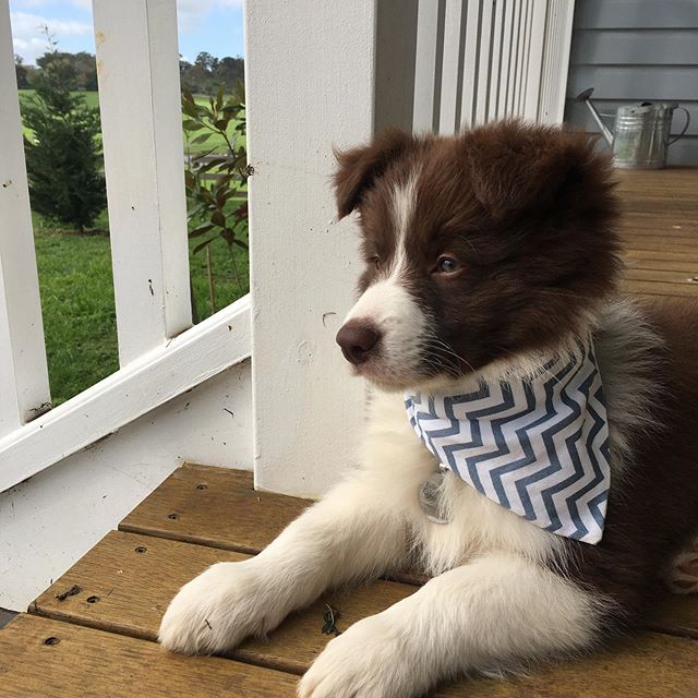 Border Collie lying on the floor wearing its scarf