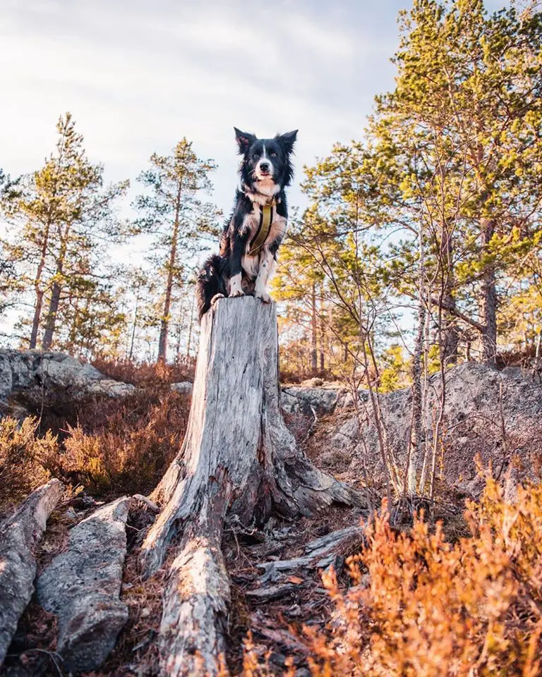 A Border Collie sitting on top of the cut tree trunk in the forest