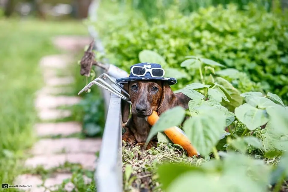 A Dachshund lying in the garden wearing a hat and holding a gardening tool in its mouth