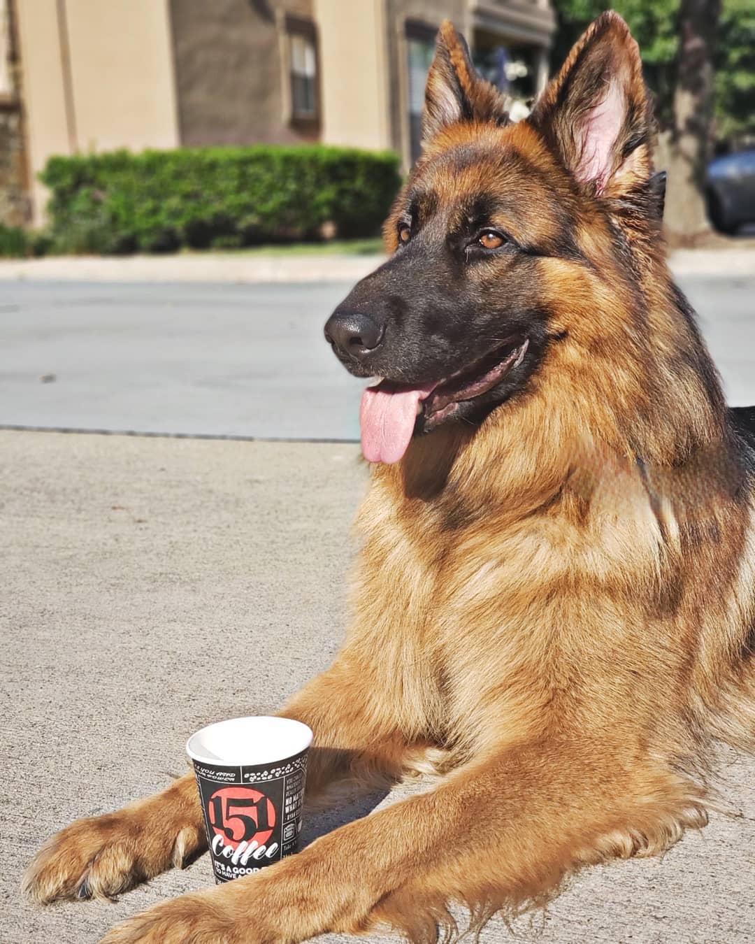 German Shepherd lying down on the pavement with an empty cup in between his arms
