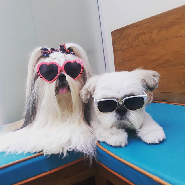 two Shih Tzus wearing sunglasses
