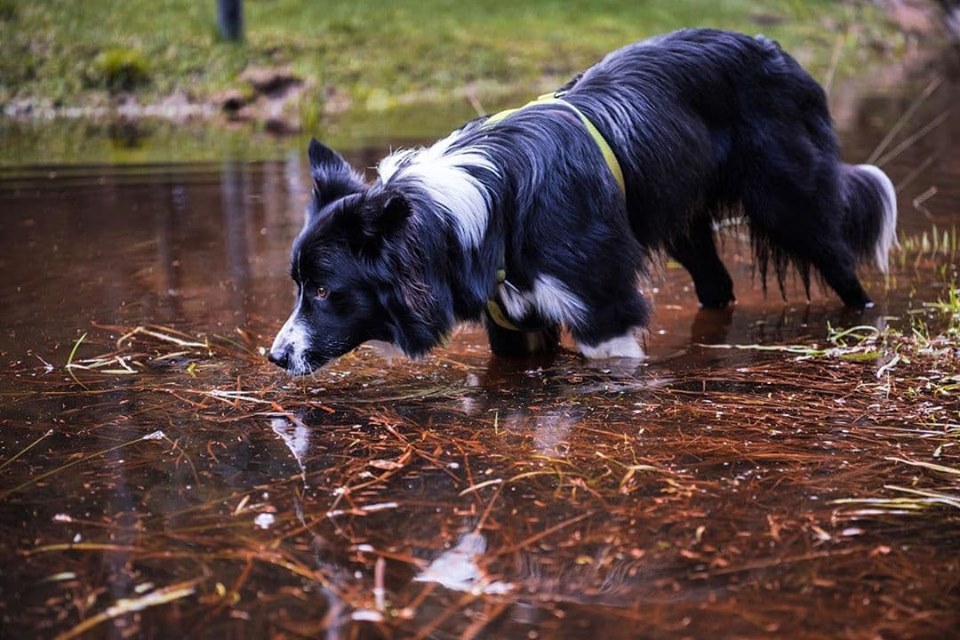 A Border Collie walking in the lake while staring hard