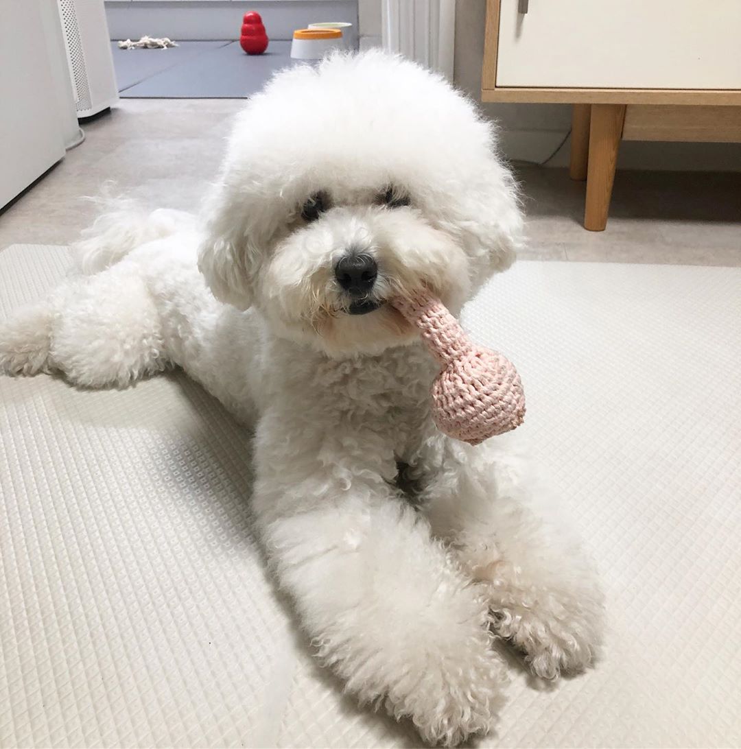 A Bichon Frise lying on the bed with its chew toy in its mouth