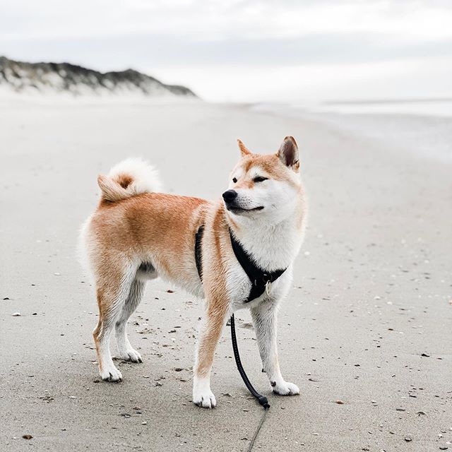 A Shiba Inu standing by the seashore