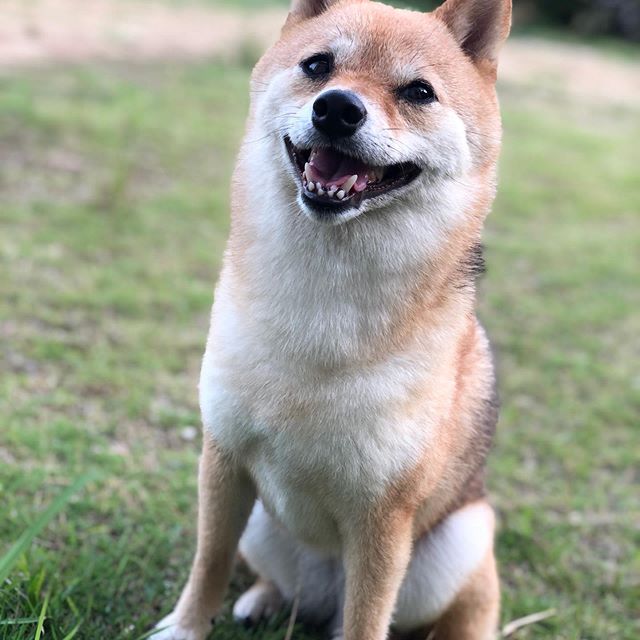 A Shiba Inu sitting on the grass while smiling