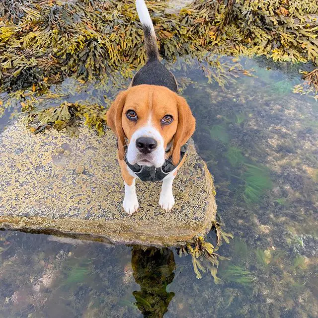 A Beagle standing on the rock in the lake
