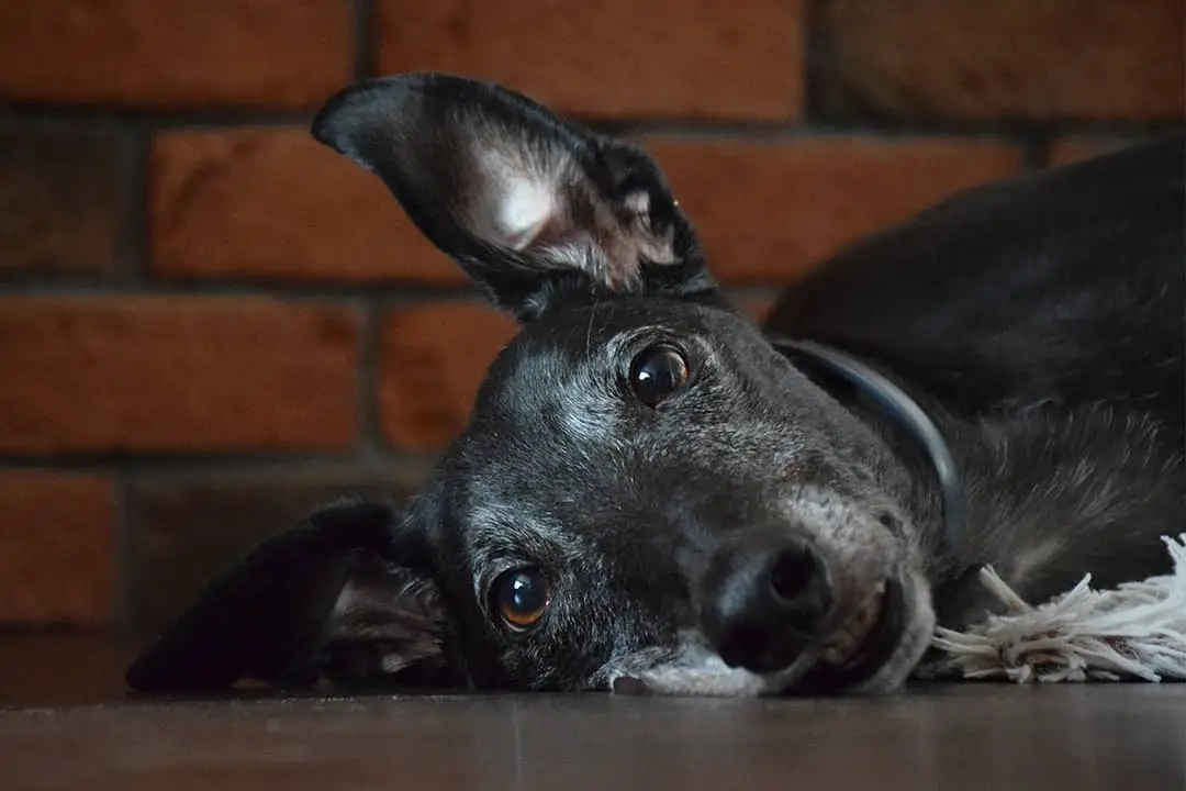 A Greyhound lying on the floor