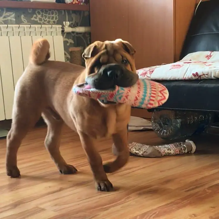 Shar-Pei with a slipper in its mouth while walking on the floor