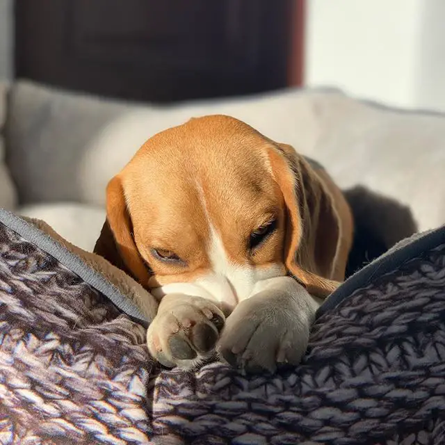 A Beagle lying on its bed while under the sunlight