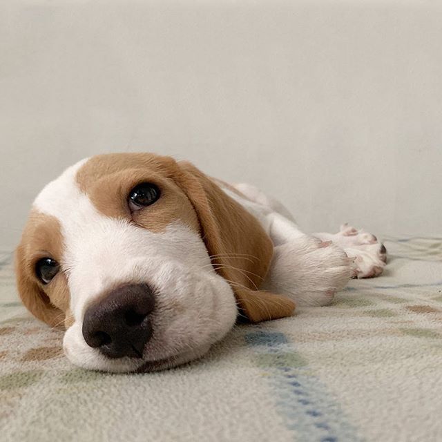 A tired Beagle lying on the bed