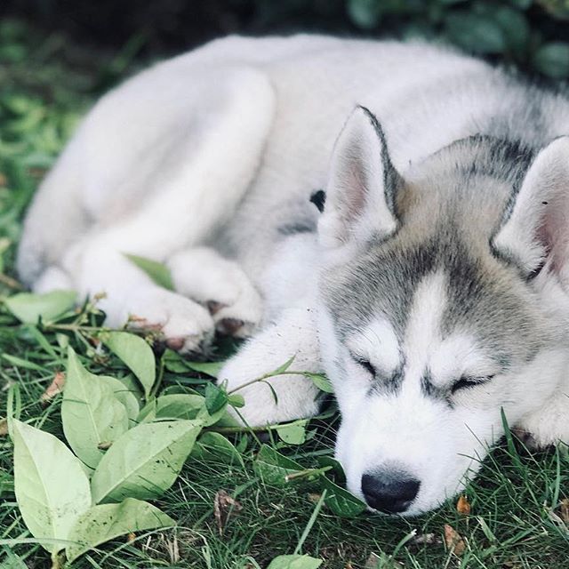 A Siberian Husky sleeping on the grass