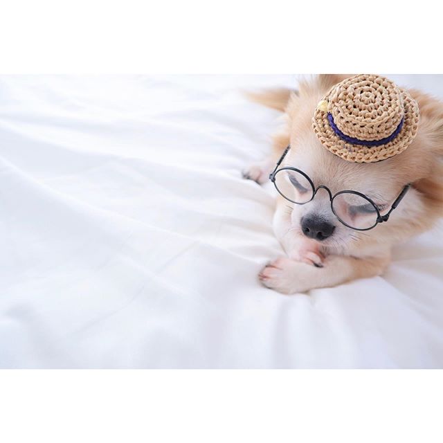 A Chihuahua wearing a cute hat and glasses while lying on the bed