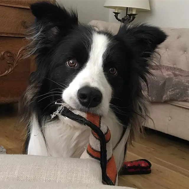 Border Collie with toy in its mouth