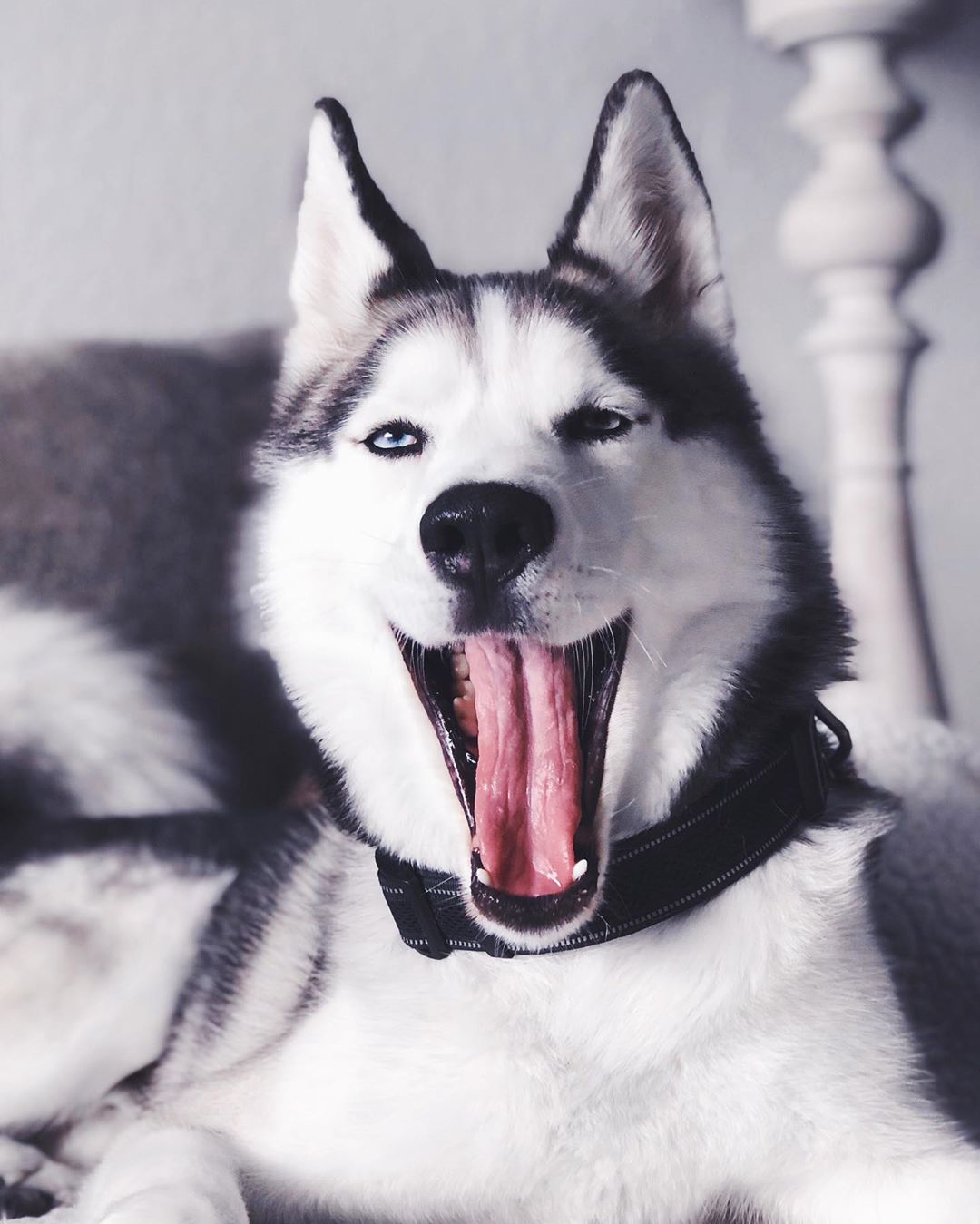 A Siberian Husky lying on the couch while yawning