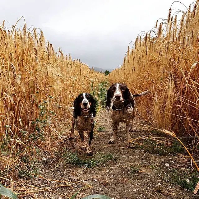 two wet English Springer Spaniels standing in the middle of the field