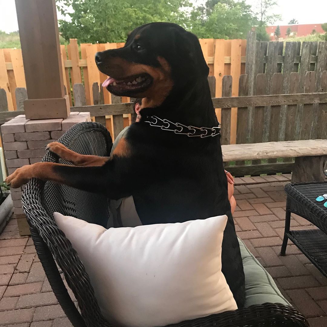 A Rottweiler sitting on the chair