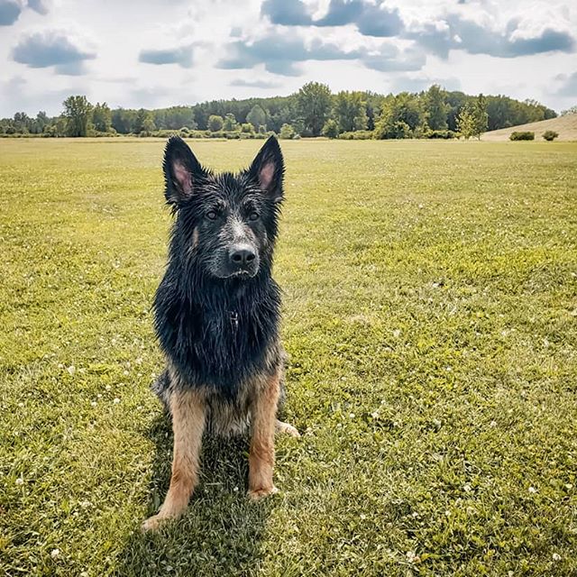 German Shepherd sitting on the green grass in the field under the sun