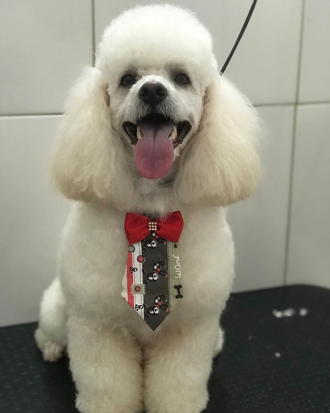 A Poodle with a new haircut and wearing a necktie while sitting on top of the grooming table and smiling with its tongue out