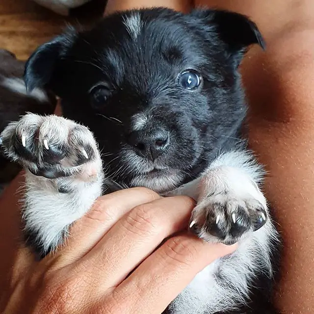 rubbing the chest of a cute Border Collie puppy