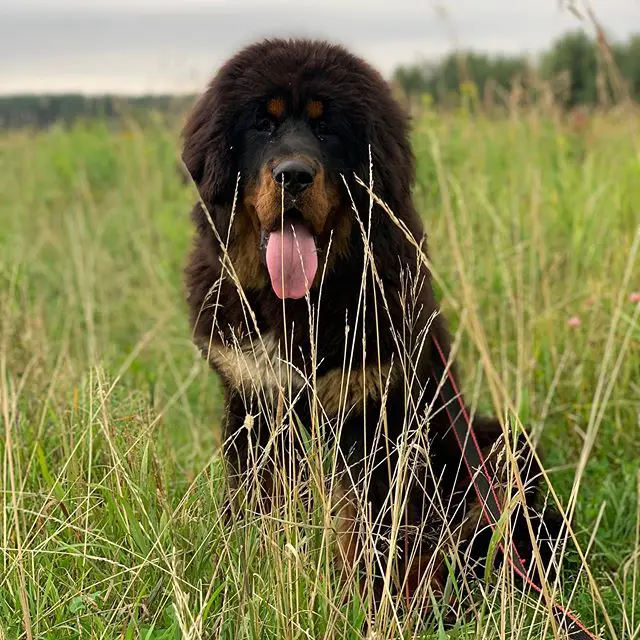 A Tibetan Mastif sitting in the field with its tongue out