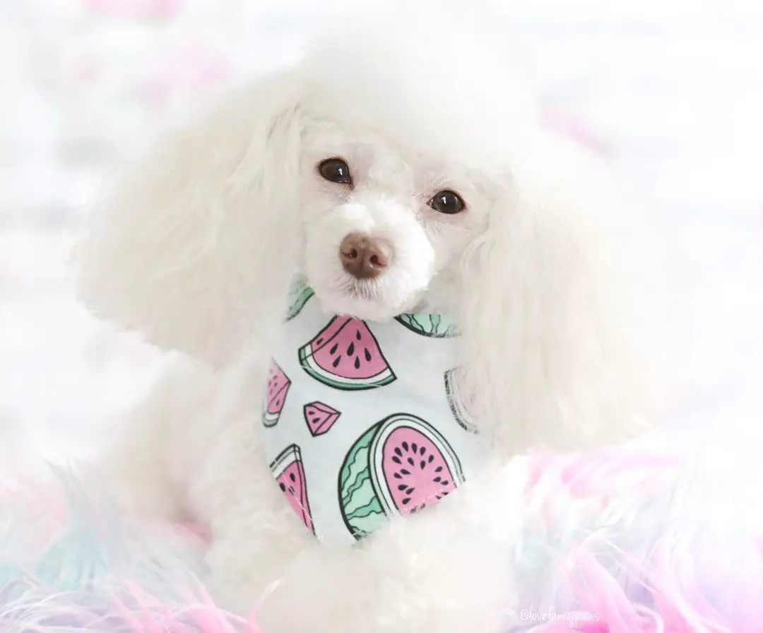 A Poodle wearing watermelon scarf while lying on the bed