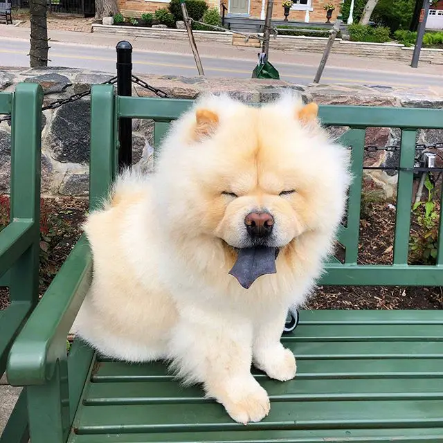 Chow Chow sitting on the bench at the park with its tongue out