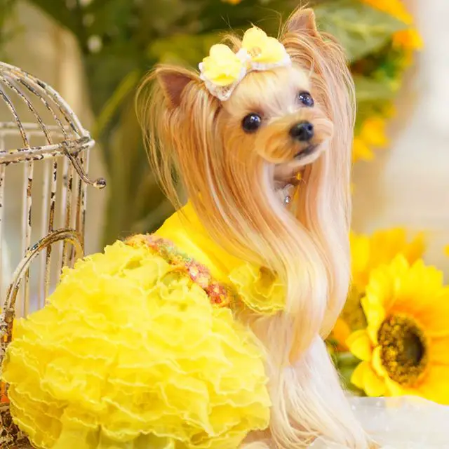 Yorkshire Terrier wearing a yellow ruffled dress with a yellow ribbon on top of its head sitting on the table with sunflowers behind her and a bird cage next to her