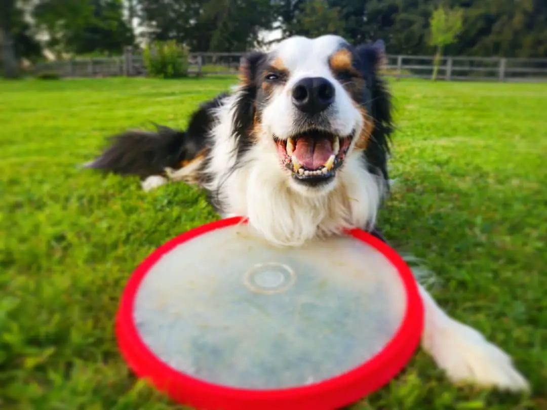 a happy Border Collie lying on the green grass with a frisbee in front of him
