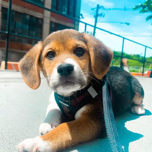 A Beagle lying in the street