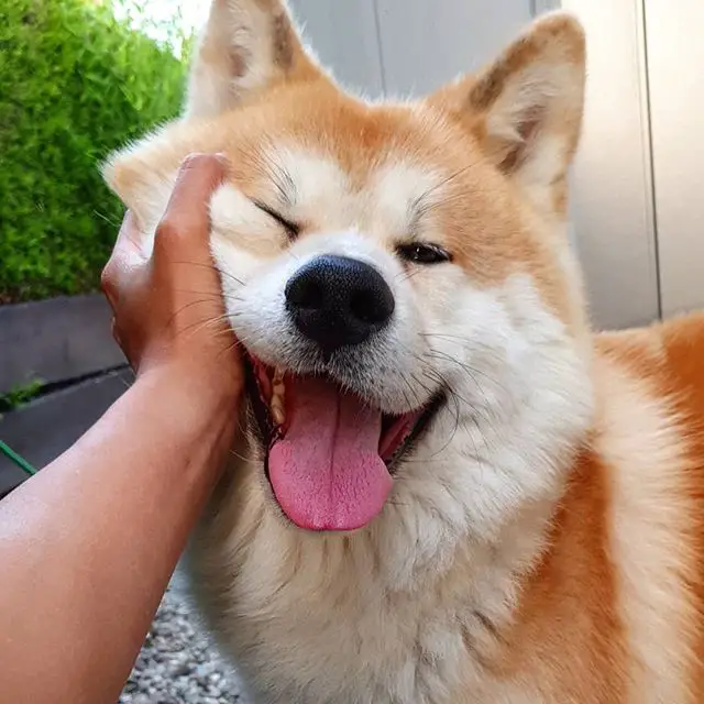 a woman touching the face of a happy Akita Inu