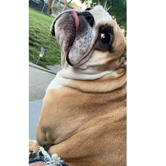 English Bulldog sitting on the bench at the park while looking back and sticking its tongue out